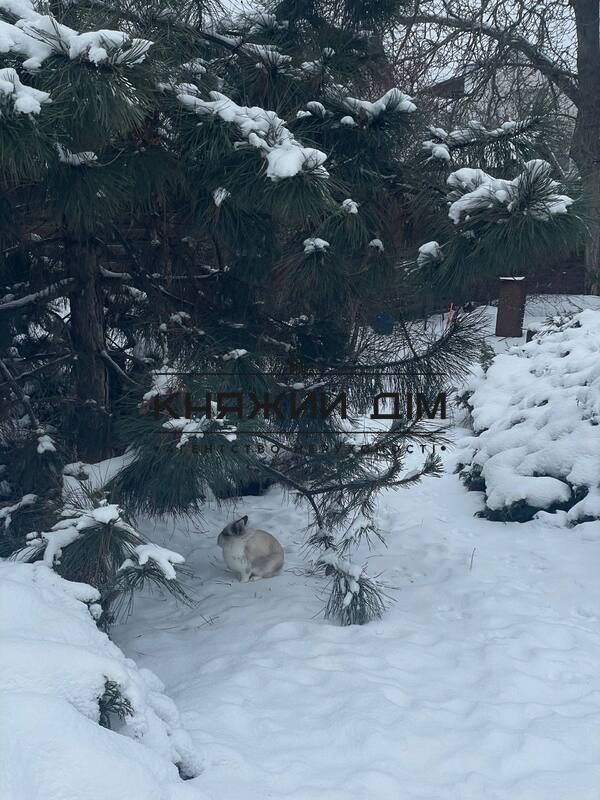 ���� ������� �26