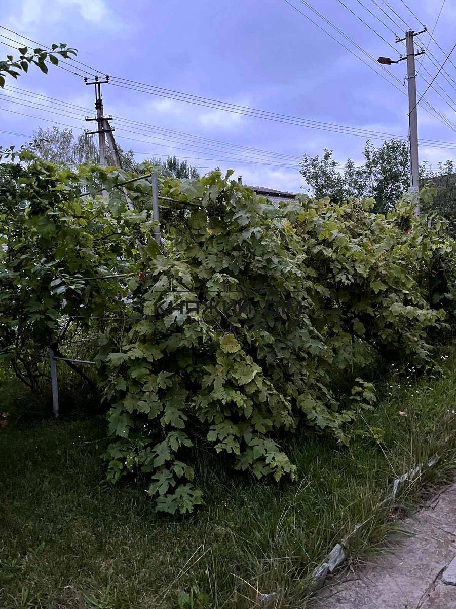 ���� ������� �7