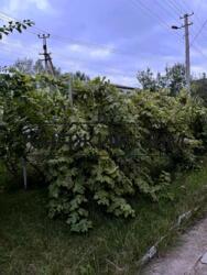 ���� ������� ���� �7